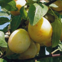 [08-003550] Pruimen mirabelle BELLAMIRA - 1 st