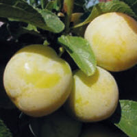 [08-003555] Pruimen mirabelle MORIMA - 1 st