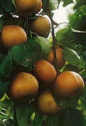 [08-002100] Nashi peren HOSUI - 1 st