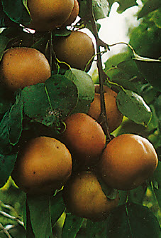 [08-002100] Nashi peren HOSUI - 1 st