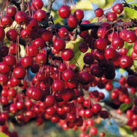 [08-006000] Appelbes ARONIA ARBUTFOLIA BRILLIANT - 1 st