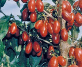 [08-006500] Cornouiller cornus mas JOLICO - 1 pc