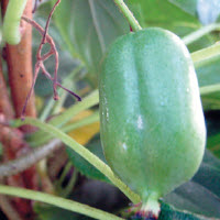[08-005500] Kiwaï actinidia arguta ISSAI - 1 pc