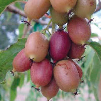 [08-005505] Kiwaï actinidia arguta KEN'S RED - 1 pc