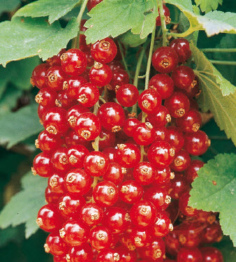 [08-007051] Baies en grappes JONKHEER VAN TETS - 1 pc