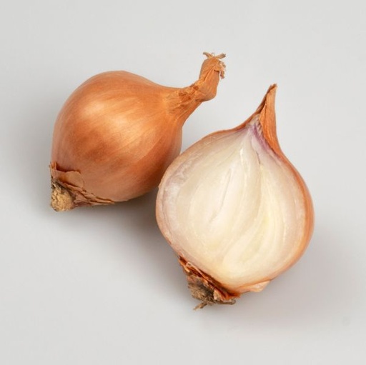 Plantsjalot GOLDEN GOURMET