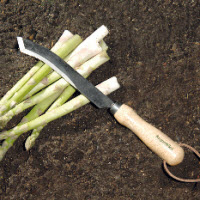 [12-007882] Aspergemes - 31 cm