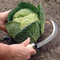 [12-007883] Couteau pour legumes - 31 cm