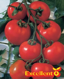 [04-000717] Tomates en grappes ESTIVA F1 - ca 20 s