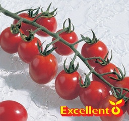 [04-000726] Tomates apéritif APERO F1 - ca 20 s