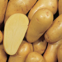 [07-000956] Aardappelpootgoed CHARLOTTE klasse A 25/35 - per kg