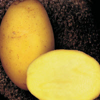[07-000962] Aardappelpootgoed ALEGRIA klasse A 28/35 - per kg