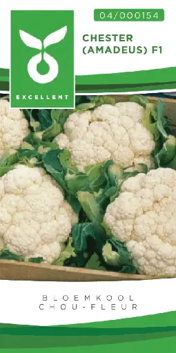 [04-000154] Chou-fleur CHESTER F1 - ca 50 s