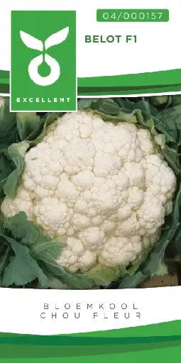 [04-000157] Bloemkolen BELOT F1 - ca 50 z