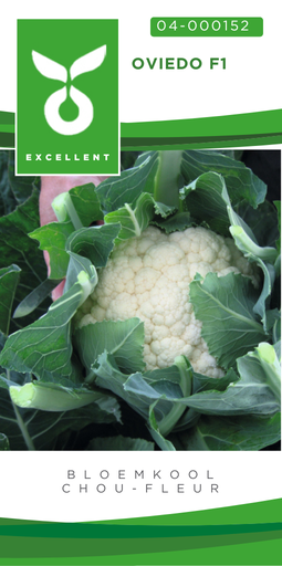 [04-000152] Bloemkolen OVIEDO F1 - ca 50 z