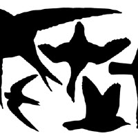[12-008878] Vogelsilhouet - afweerstickers - 5 st