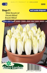 [01-000090] Witloof BINGO F1 (ZOOM F1) - ca 675 z
