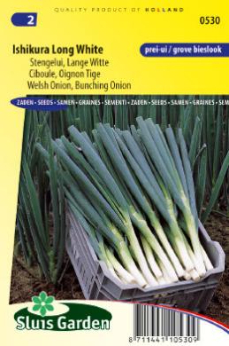 [01-000530] Stengelui ISHIKURA LONG WHITE - ca 550 z