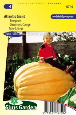[01-000740] Pompoen ATLANTIC GIANT - ca 9 z