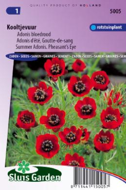 [01-005005] Adonis bloedrood KOOLTJEVUUR - ca 180 z