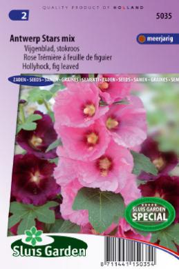[01-005035] Althea ficifolia of stokroos ANTWERP STARS mix - ca 40 z