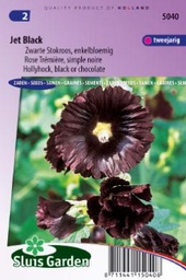 [01-005040] Althea rosea NIGRA JET BLACK - ca 55 z