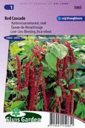 [01-005065] AMARANTHUS of KATTENSTAART,Amaranthus caudatus Red Cascade,1500 zaden