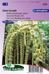 [01-005070] AMARANTHUS of KATTENSTAART,Amaranthus caudatus Green Cascade,750 zaden