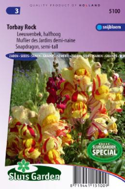 [01-005100] Antirrhinum majus nanum of leeuwenbek TORBAY ROCK - ca 1200 z