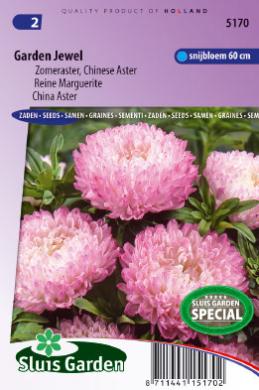 [01-005170] Aster GARDEN JEWEL - ca 70 s