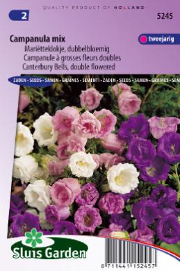 [01-005245] Campanula medium of Marietteklokje - ca 1250 z