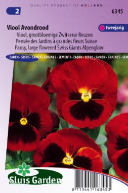 [01-006345] Viola wittrockiana AVONDROOD - ca 160 z