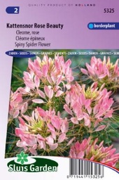 [01-005325] Cleome spinosa of kattensnor Rose Beauty - ca 180 z