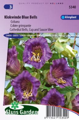 [01-005340] Cobaea scandensof klokwinde BLUE BELLS - ca 27 z