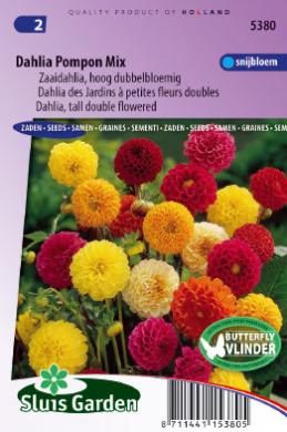 [01-005380] Dahlia POMPON mix - ca 75 z