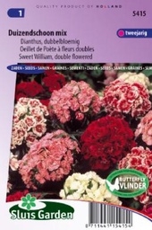 [01-005415] Dianthus barbatus - ca 570 s
