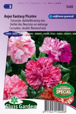 [01-005420] DIANTHUS caryophyllus chabaud PICOTEE FANTASY - ca 300 s