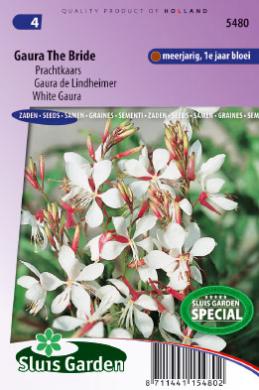 [01-005480] Gaura lindheimeri of prachtkaars THE BRIDE - ca 25 z