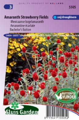 [01-005505] Gomphrena haageana STRAWBERRY FIELDS - ca 150 z