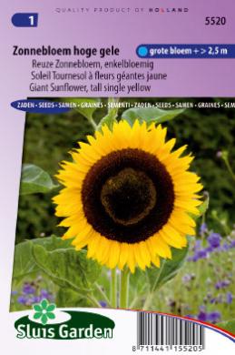 [01-005520] Helianthus annuus GIGANTEUS - ca 30 s