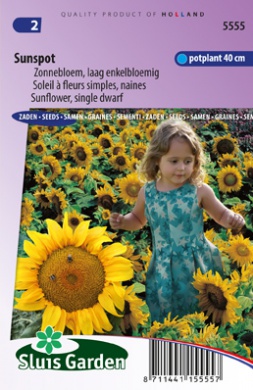 [01-005555] Helianthus SUNSPOT - ca 25 z