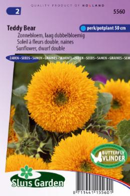 [01-005560] Helianthus TEDDY BEAR - ca 28 z