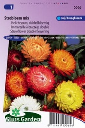 [01-005565] Helichrysum MONSTROSUM - ca 375 z
