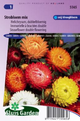 [01-005565] Helichrysum of strobloem MONSTROSUM - ca 375 z