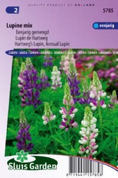 [01-005785] Lupinus HARTWEGII - ca 90 z