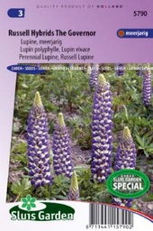[01-005790] Lupinus polyphyllus THE GOVERNOR - ca 75 s