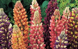 [01-005795] Lupinus polyphyllus Russell - ca 75 z