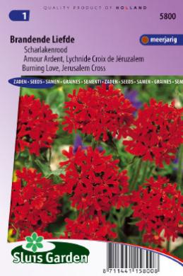 [01-005800] Lychnis chalcedonica BRANDENDE LIEFDE - ca 400 z