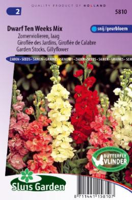 [01-005810] Matthiola incana DWARF TEN WEEKS mix - ca 180 z