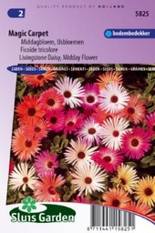 [01-005825] Mesembrianthemum bellidiformis MAGIC CARPET - ca 3200 z